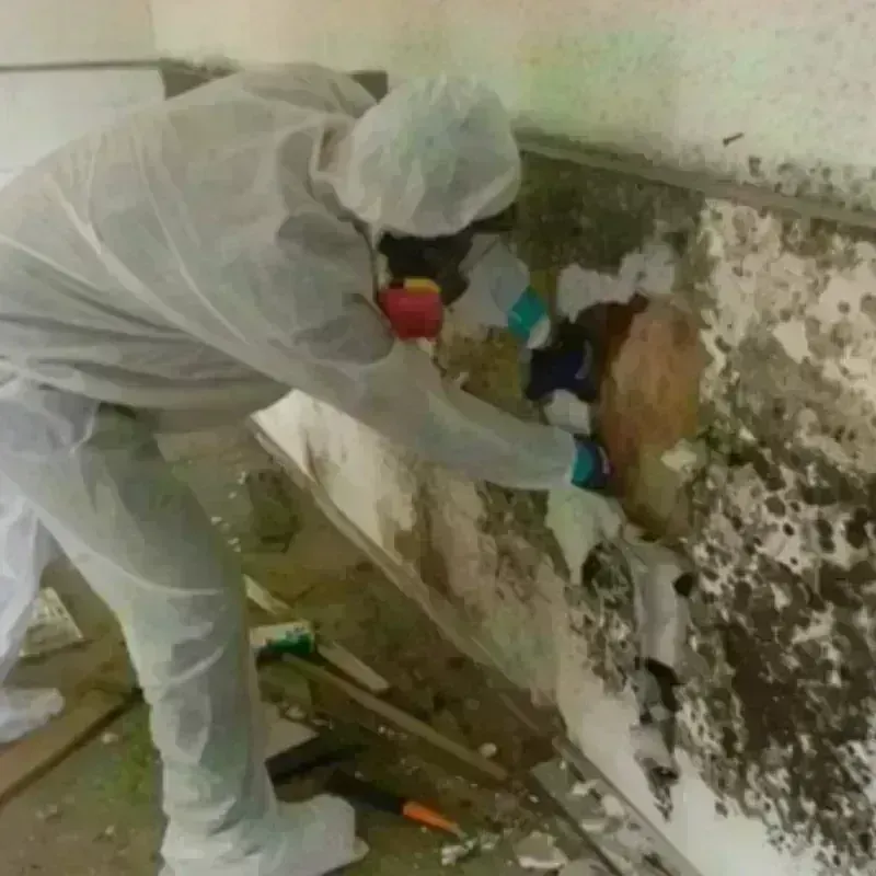 Mold Remediation and Removal in Adrian, MO